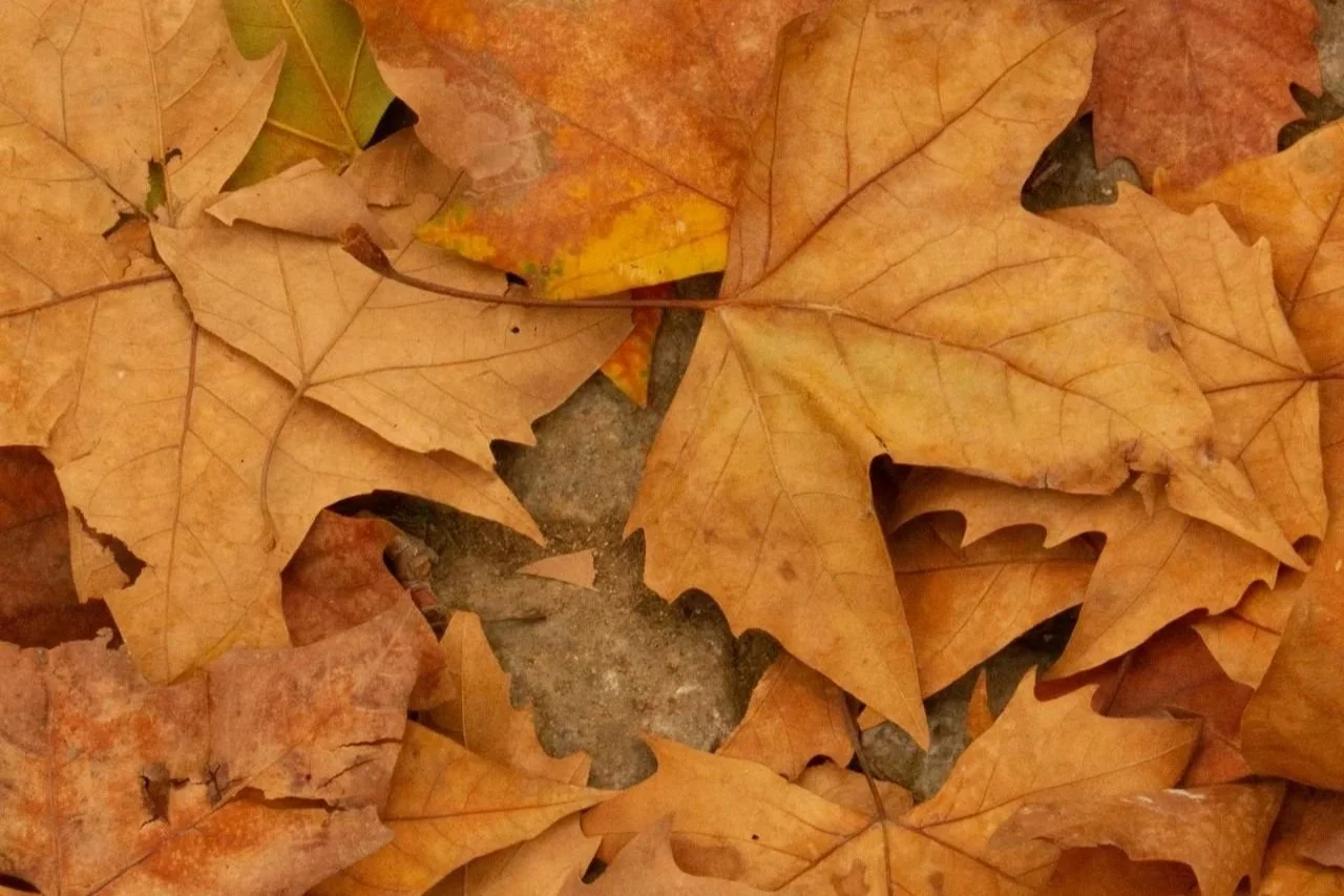Autumn Song