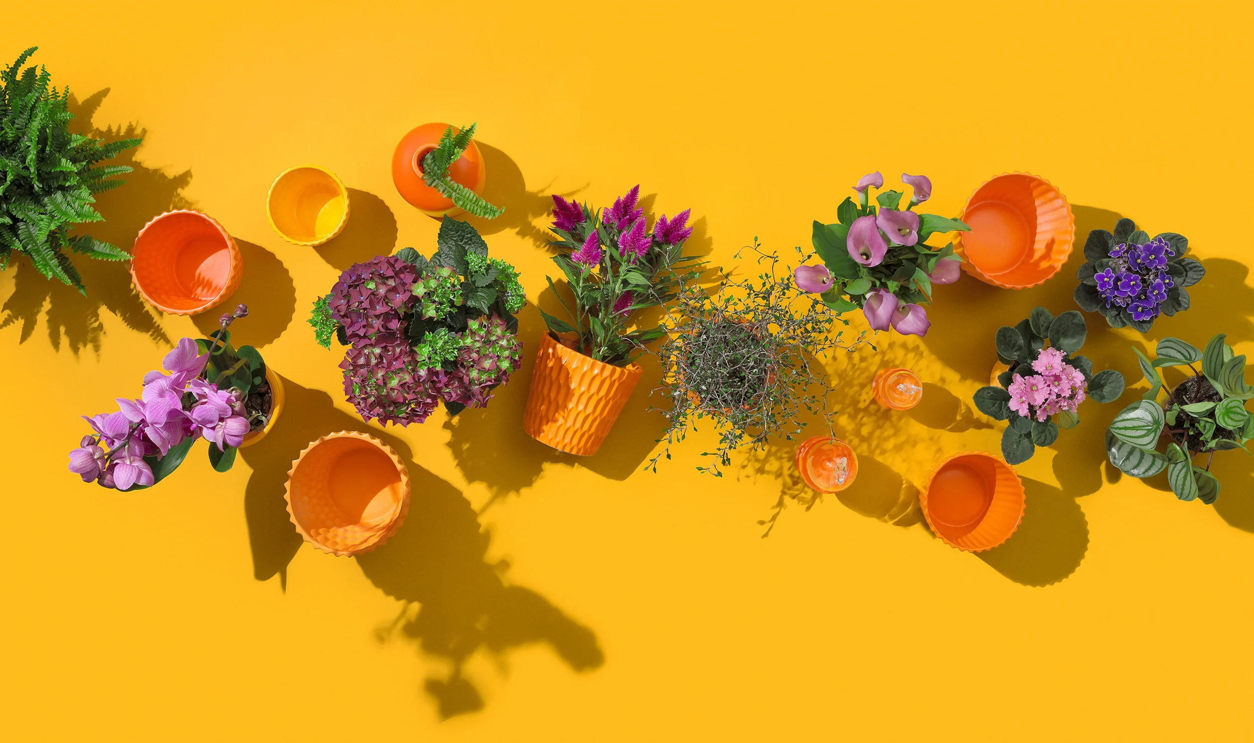 INTERFLORA