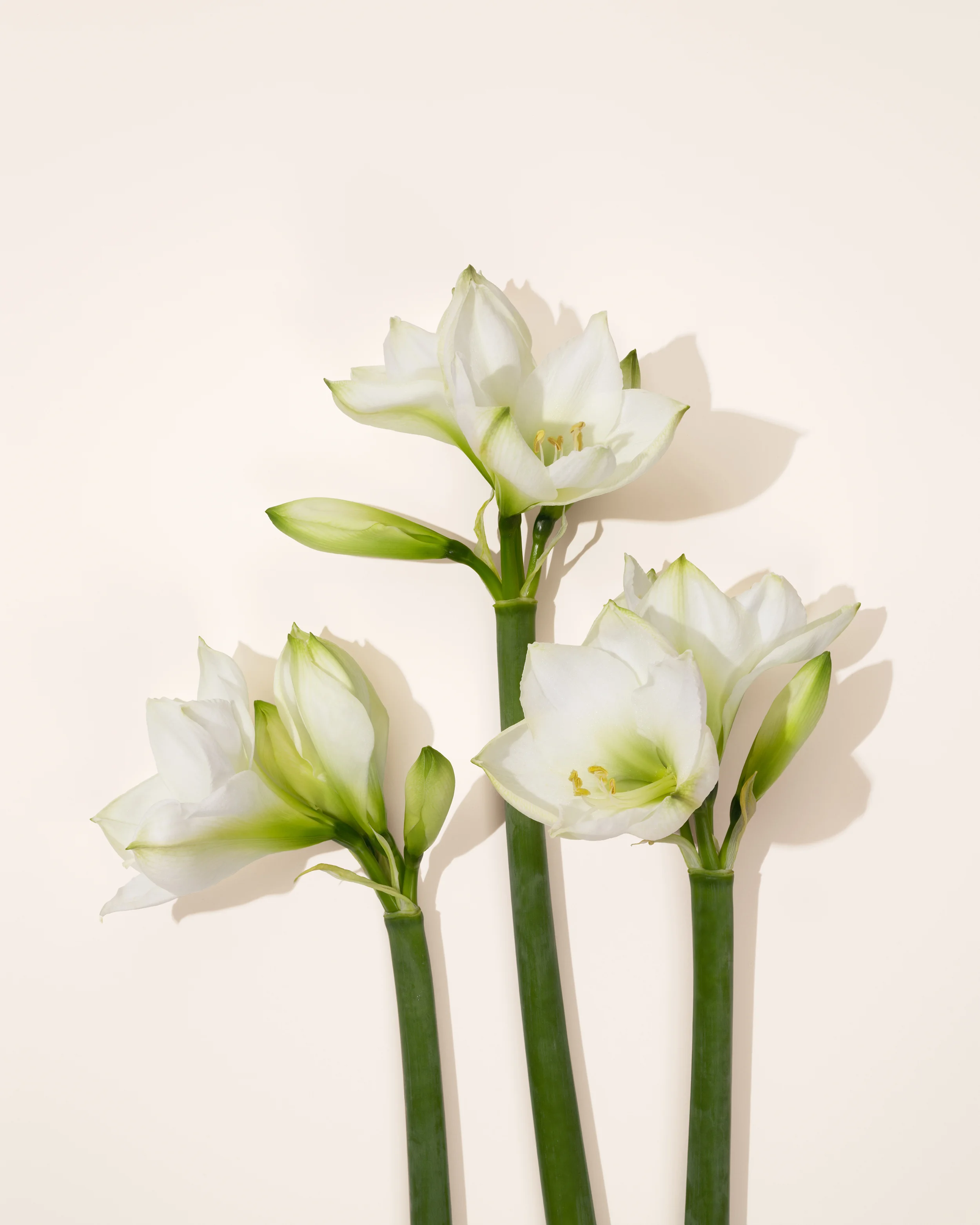 INTERFLORA
