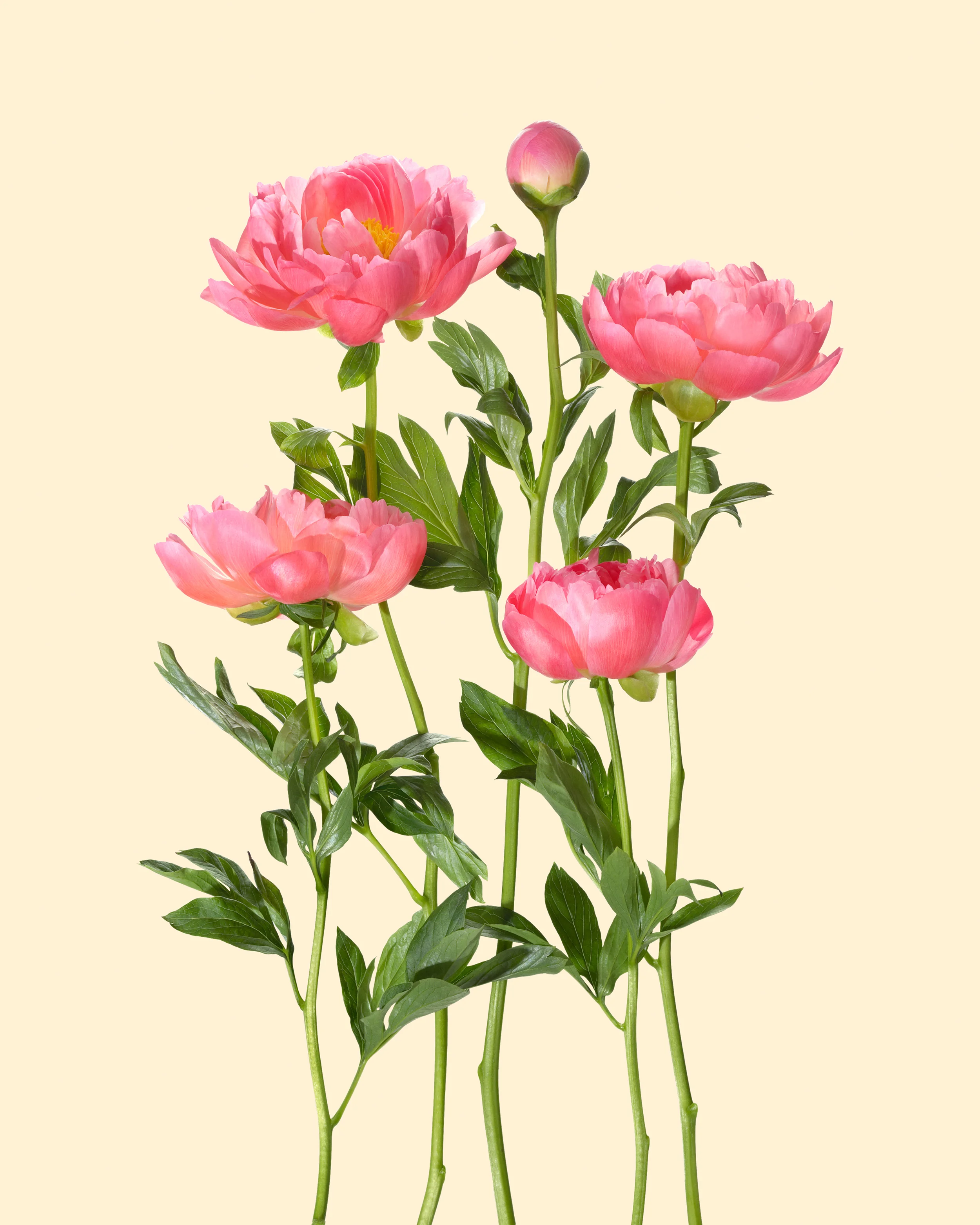 INTERFLORA