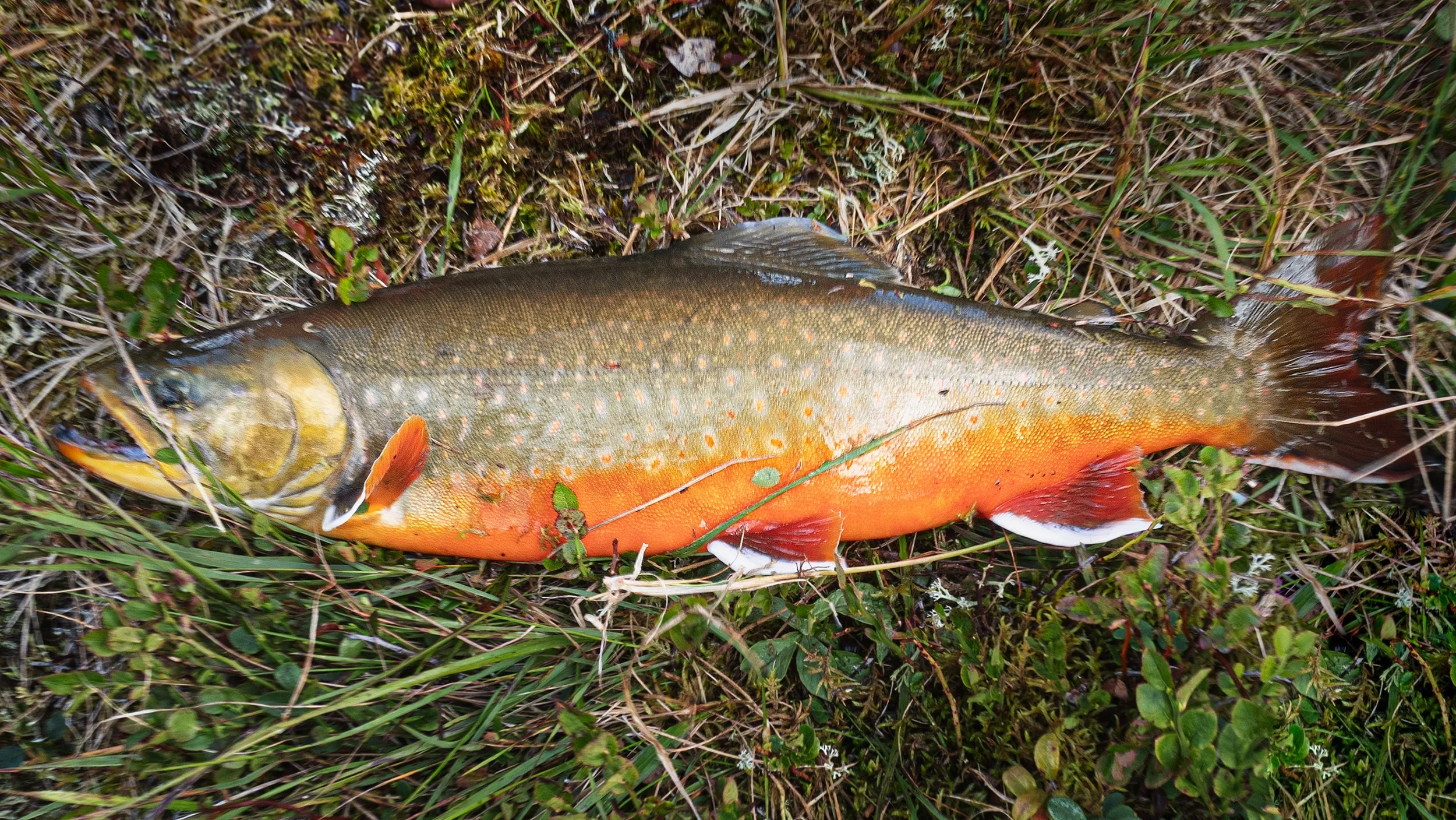 fly fishing hiking swedish lapland 2025