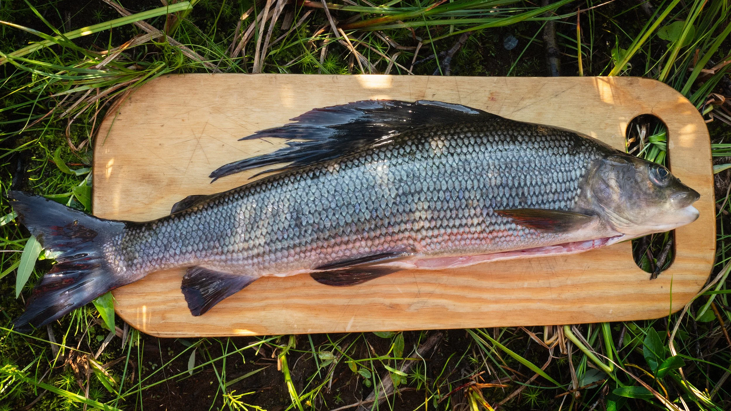 fly fishing hiking swedish lapland 2025