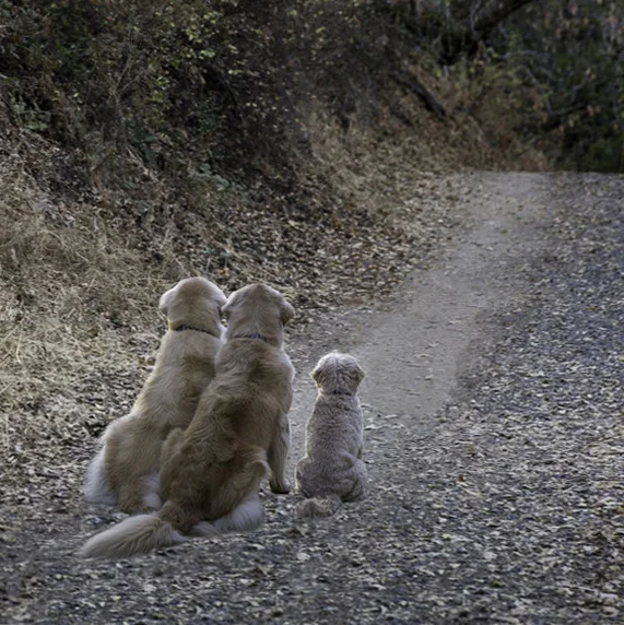 3 Dogs Outdoor - Info Page.jpg