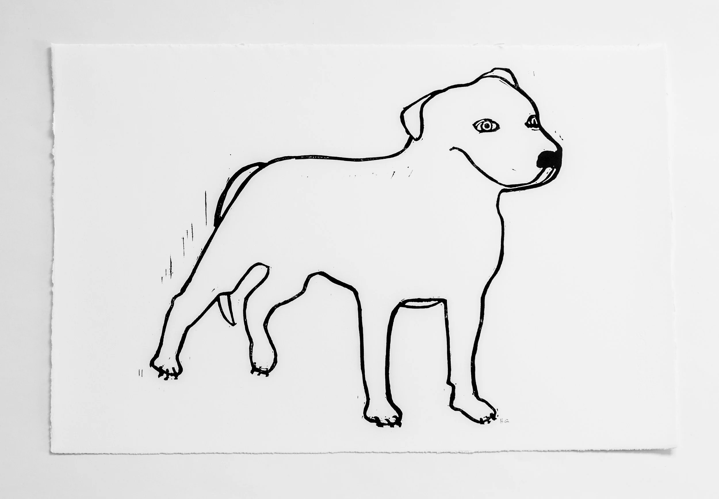 Hugo Guinness Pit Bull Puppy