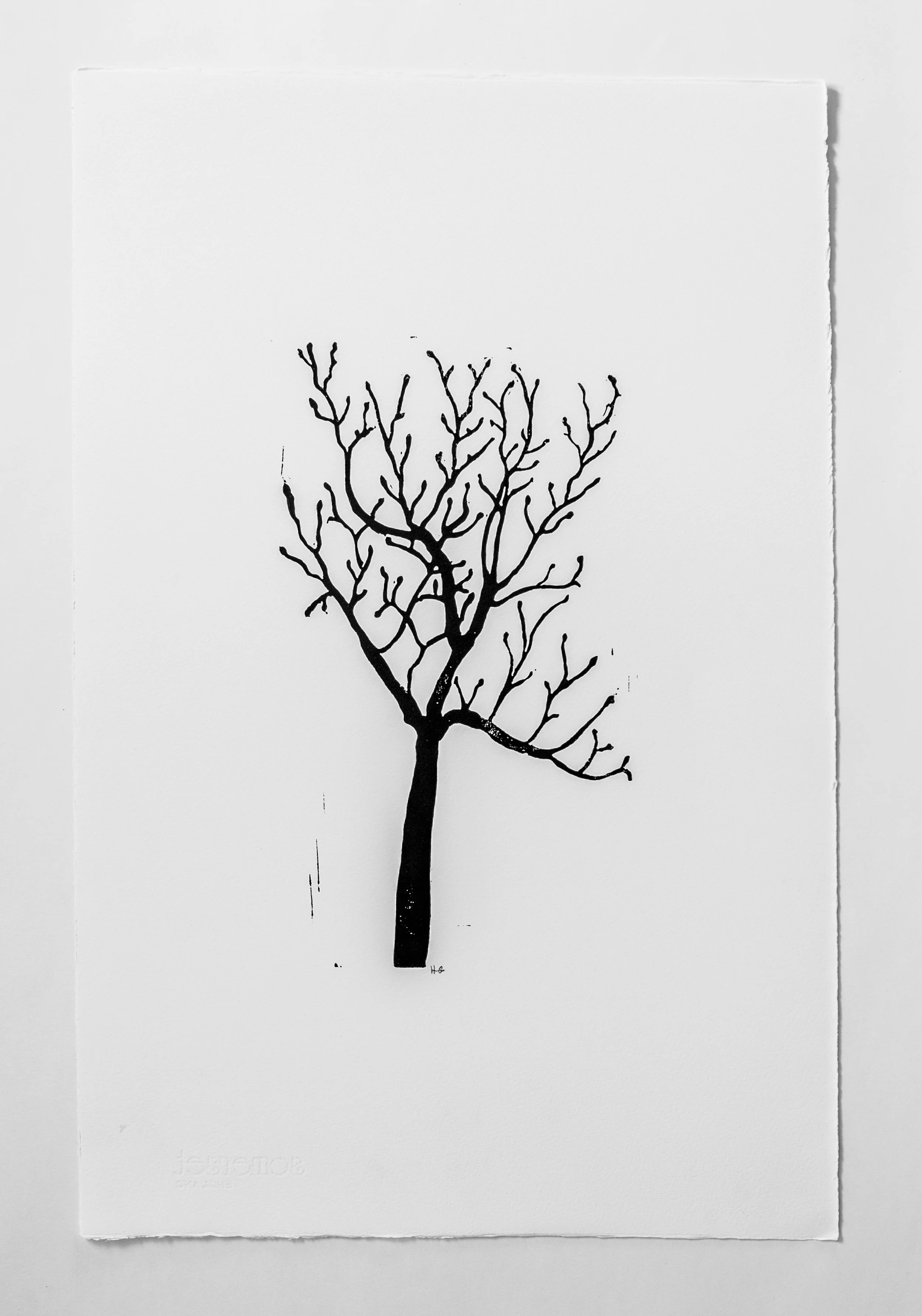 Hugo Guinness Tree with Buds