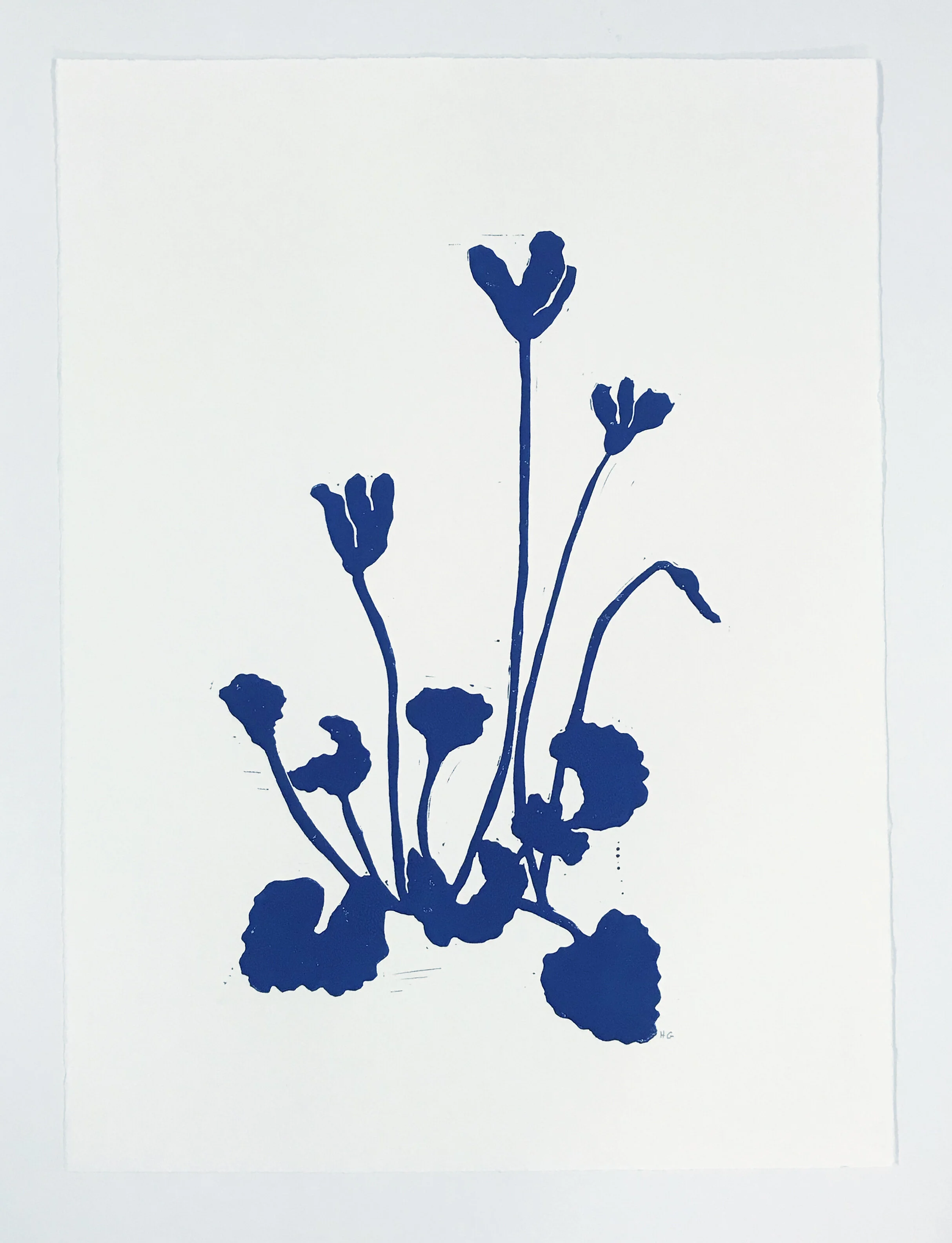 IndigoCyclamen2.jpg