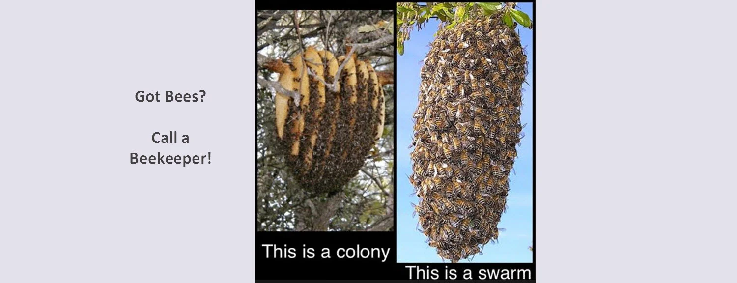 3 Honey bee swarm lure attract free bees beekeeper secret pheromone scent bait