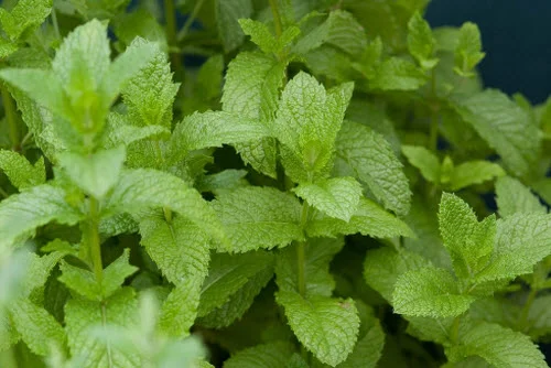 Mint Leaves