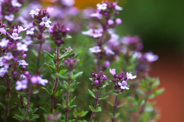 Thyme