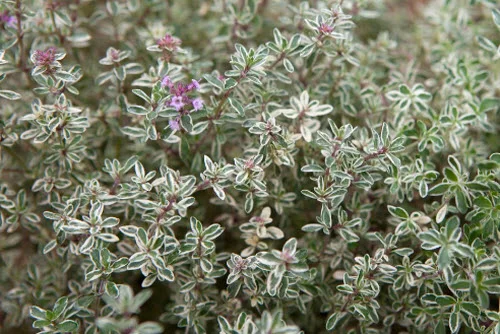Oregano