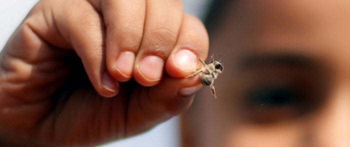a bee Credit: AMR ABDALLAH DALSH/ REUTERS