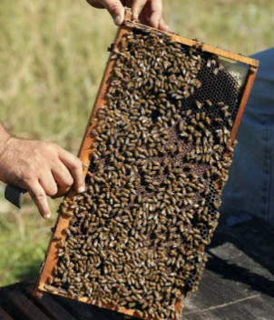 bees in a hive. credit: chris o’meara, ap