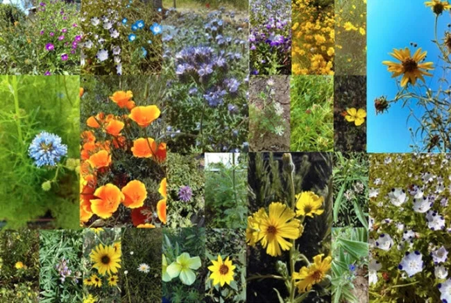These are some of the 43 plants tested in the UC Davis research garden. This is an illustration from the research paper. (Photos by Ola Lundin) https://ucanr.edu/blogs/blogcore/postdetail.cfm?postnum=28959