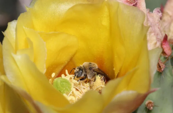 Grand Staircase-Escalante National Monument supports hundreds of bee species, possibly because of its diversity of flowers. This newly discovered bee biodiversity hotspot is at risk now that the monument has been shrunk. Photograph by Olivia Messinger Carril