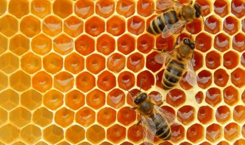Remotely monitoring honeybee hives can help track the health of the colony. Credit: weter78/ Shutterstock