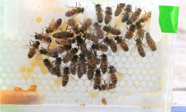 Researchers at the Carl R. Woese Institute for Genomic Biology at the University of Illinois used specially developed 3D-printed plastic honey combs that mimic the hive environment, in order to monitor queen egg-laying behaviors. Credit: Bee Research Facility, University of Illinois