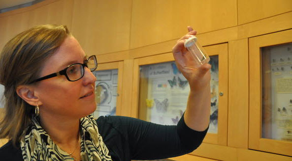 Erin Wilson Rankin examines a western yellowjacket. (I. Pittalwala/UC Riverside)