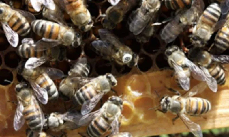 A. m. capensis pseudoqueen (bee with white tag on thorax) eliciting retinue behavior in the surrounding A. m. scutellata host bees. Credit: Picture taken by Mike Allsopp.