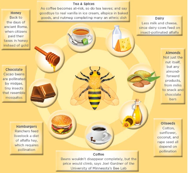 What Is The Economic Importance Of Honey Bees? Lifeeasy, 44 OFF