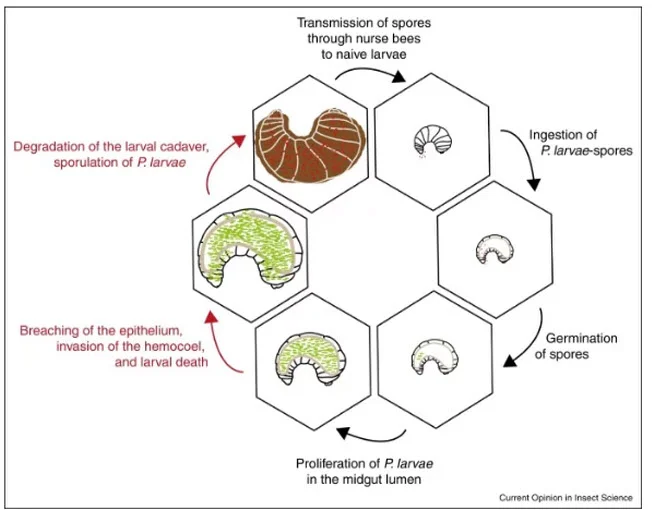 How the American foulbrood bacteria invade and decimate hives (Credit: Current Opinion in Insect Science/Sciencedirect.com)