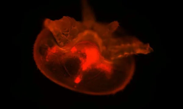 This microscopic image shows a varroa mite that has consumed honey bee fat body tissue tagged with Nile red, a fat-soluble fluorescent dye. Observing this red fluorescence in the mites' digestive systems helped researchers determine that varroa mites feed on honey bee fat body tissue--not blood, as previously assumed. Credit: UMD/USDA/ PNAS