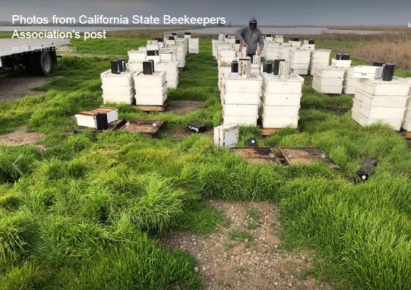 bee theft 012919 2.jpg