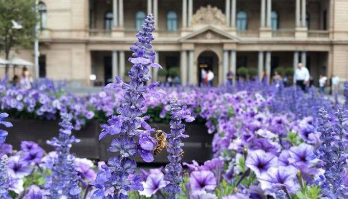 Insects in the city: a honeybee forages in the heart of Sydney. Credit: Adrian Dyer/RMIT University