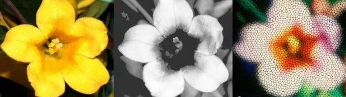 Yellow flower (Gelsemium sempervirens) as it appears to our eye, as taken through a UV sensitive camera, and how it likely appears to a bee. Credit: Sue Williams and Adrian Dyer/RMIT University