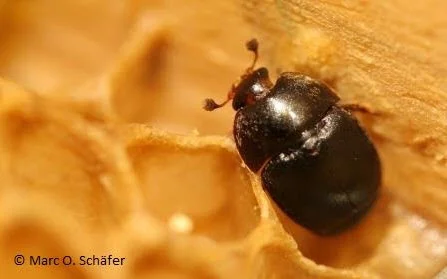 Small Hive Beetle (Credit: Marc O Schafer)
