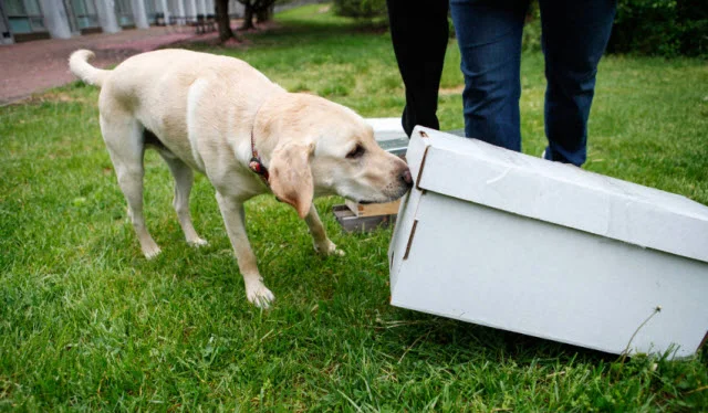 Cybil Preston, chief apiary inspector for the Maryland Department of Agriculture, does a training run with Mack. She sets up fake beehives and commands him to “find.” He sniffs each of them to check for American foulbrood. If he detects the disease, he is trained to sit to notify Preston. Photo by Morgan McCloy.
