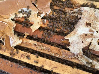 A healthy hive able to pollinate has at least eight frames mostly covered in bees on both sides. But the fear this year is that there will be many weaker hives put into California almond orchards for pollination because so many hives have died across the country. Greta Mart/KCBX
