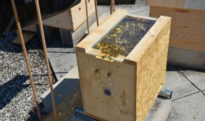 A colony of bees on a horizontal honeycomb. The researchers rotated the honeycombs to lie horizontally, making it impossible for the bees to orientate themselves with the help of light or gravity. The hive was placed on a balance to record variations in biomass weight. Credit: Christoph Grüter
