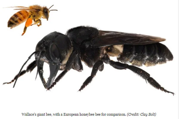 worlds largest bee.jpg