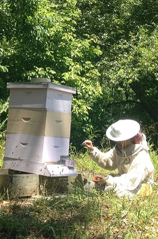 Graduate student Cassondra Vernier conducted lab experiments and observed hours of bee interactions at the entrance to the hive. She is shown here at Tyson Research Center, Washington University’s environmental field station. (Courtesy photo)