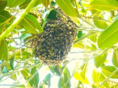Non-native honey bees have established robust feral populations in San Diego, such as the pictured swarm. Honey bees currently make up 75 percent of the observed pollinators in San Diego, considered a global biodiversity hotspot. Credit: James Hung
