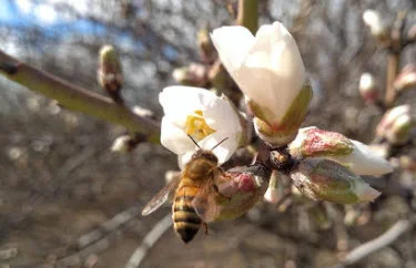 Each almond starts with a bee in a blossom
