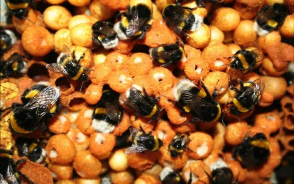 Bumblebee Colony Credit: TJ Colgan