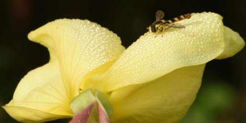 A brown and yellow hoverfly rests on a dewdrop-covered evening primrose in the U.K. PHOTOGRAPH BY MICHAELGRANTWILDLIFE/ ALAMY