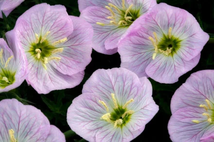 The bowl-shaped flowers of evening primrose may be key to their acoustic capabilities. PHOTOGRAPH BY DENNIS FRATES/ ALAMY