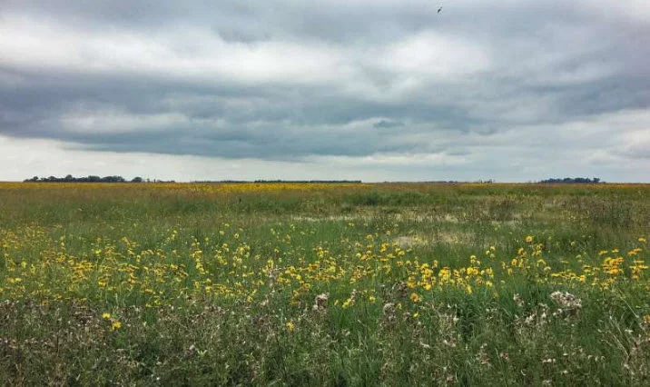 Land in the USDA Conservation Reserve Program provides valuable forage for honey bees. Credit: USDA-ARS