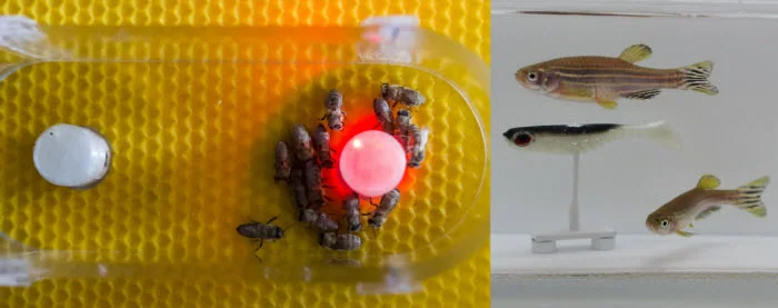 fish and bees.jpg