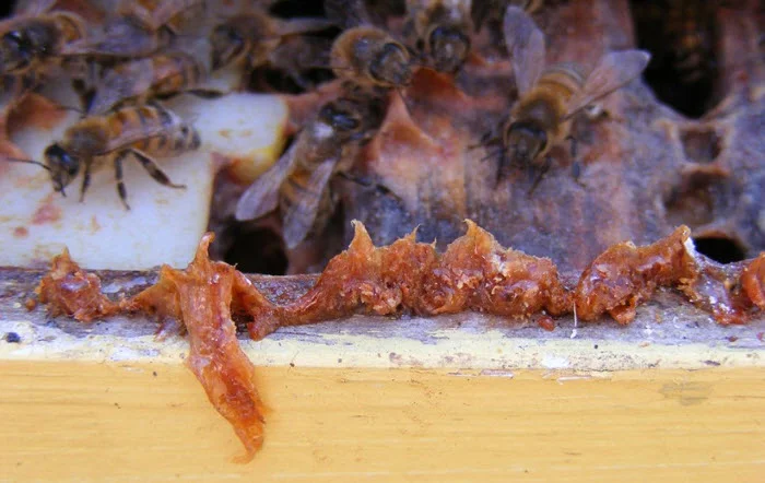 (Photo credit: Flickr/ Ontario Beekeepers’ Association Tech Transfer Program , CC BY-NC-ND 2.0 )