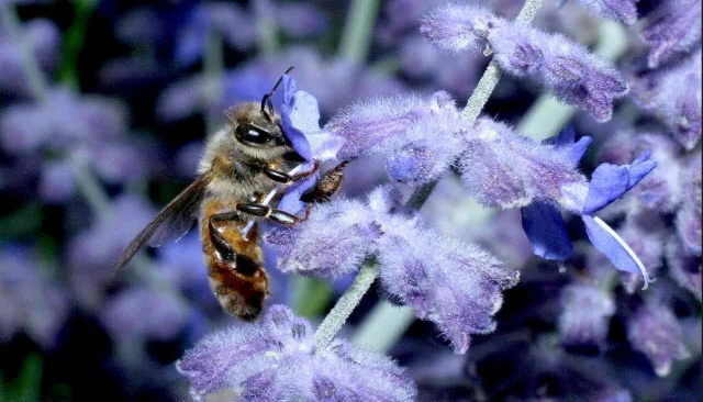 A honey bee forages on flower. Credit: Heather Broccard-Bell
