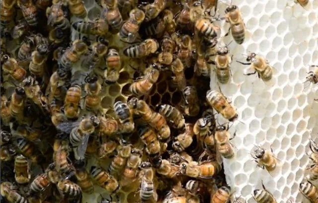The self-grooming behavior of wild honey bees like these can be affected by pesticides. Credit: University of Guelph