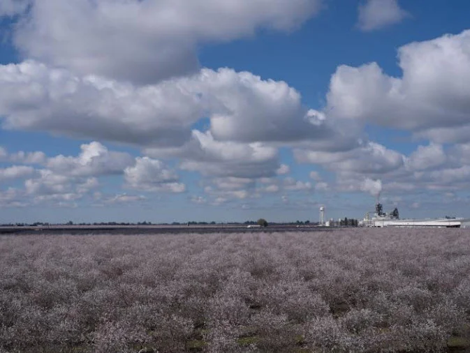 Each year between February and March, more than a million acres of almond orchards in the Central Valley burst into bloom, painting the region pastel pink and white. The area’s mild climate is ideal for cultivating almonds, as well as many other crops. PHOTOGRAPH BY LUCAS FOGLIA, NATIONAL GEOGRAPHIC