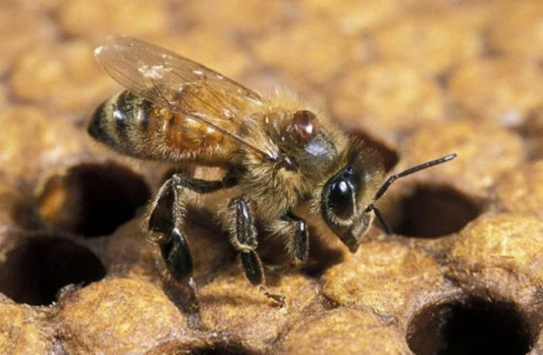 varroa mite on bee.jpg