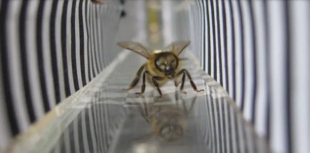 honeybee virtual reality.jpg