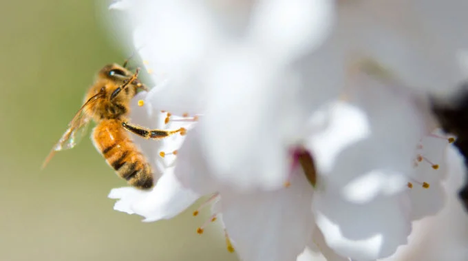A honeybee pollinates a blossom in an almond orchard in McFarland, California. DAVID KOSLING/ USDA