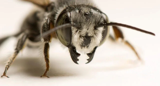 Portrait of a leaf cutter bee, the species believed to be using plastic for construction material in Argentina. Photograph By Joel Sartore, National Geographic Photo Ark