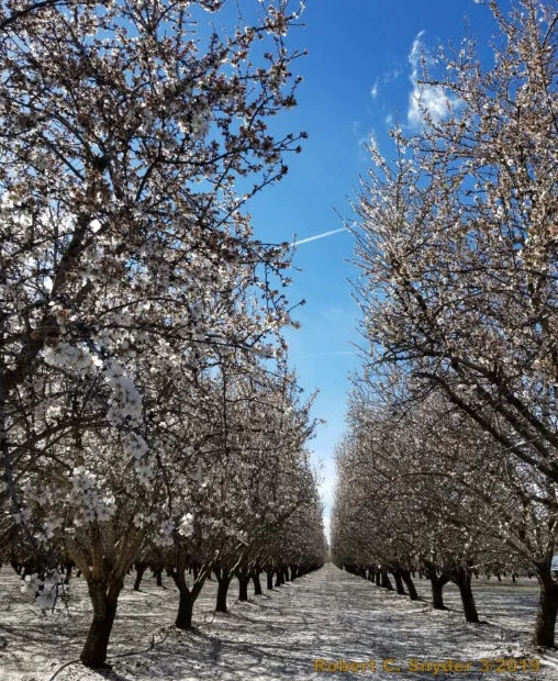 Petal Fall in 2019 in almonds after heavy rain.